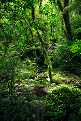 Fototapeta na wymiar Beautiful tropical forest. Trees textures in humid green forest