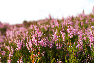 Heather in the Scottish Highlands