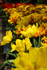 Yellow and Red Tulips in Bloom in Spring