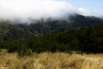 fog in the forest and mountains backgound nature hiking 