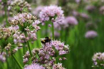 Bumblebee on Lilac Allium Flowers