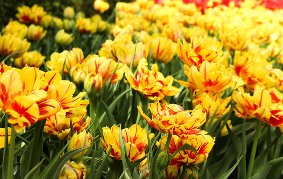Yellow and Red 'Monsella' Tulips in Bloom in Spring
