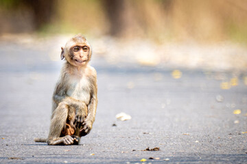 Baby monkey sitting on the road smiling.