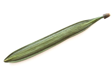 green broken bones tree fruit isolated
