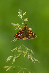 Gelbwürfeliger Dickkopffalter (Carterocephalus palaemon)
