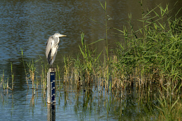 Graureiher  (Ardea cinerea)