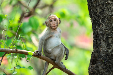 Baby monkey on a tree in a tropical forest.