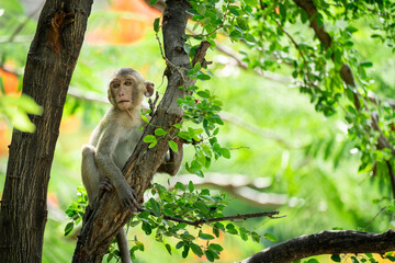 Baby monkey on a tree in a tropical forest.