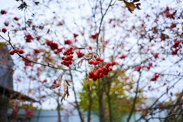 autumn ashberry.  red rowan on a sky. mountain ash on the sky background. rowan branch