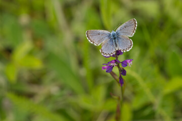 Östlicher Quendelbläuling (Pseudophilotes vicrama)