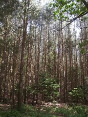 Obraz premium An intense experience of nature is a (guided) hike through the Ribnitzer Stadtforst (Ribnitz city forest) and the Große Ribnitzer Moor (swampland), Mecklenburg-Western Pomerania, Germany