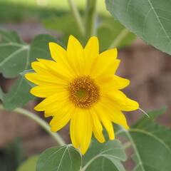 The yellow flower brightens the garden on thi autumn day.