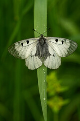 Schwarzer Apollo (Parnassius mnemosyne)