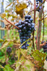 vine in the garden. autumn grapes.dark autumn grapes. grape stalk.
