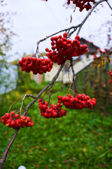 autumn ashberry on sky and green tree. red rowan. rowan branch. a bunch of mountain ash.