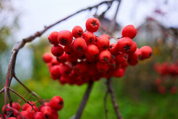 autumn ashberry on sky and green tree. red rowan. a bunch of mountain ash