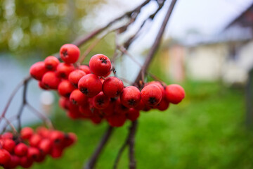 autumn ashberry on sky and green tree. red rowan. 
