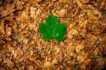 Grünes Ahornblatt in Herbstlaub auf dem Erdboden