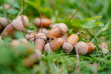 Holding ripe acorns in autumn
