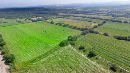 Fototapeta na wymiar landscape with vineyard