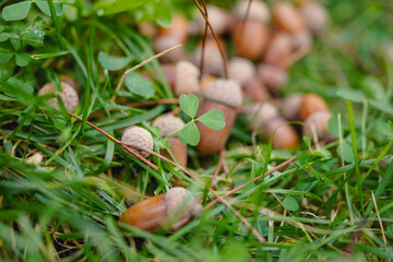 Acorn falling from the grass