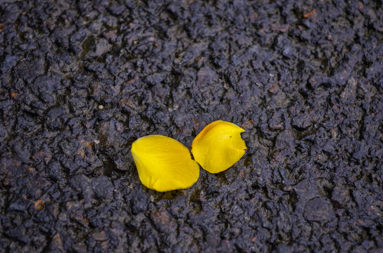 Petals from flowers fallen from the tree on the ground. Black pitched road texture and two petals of flowers on the surface. Yellow petals of the flower