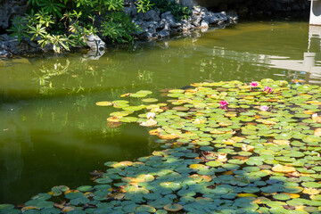 Obraz na płótnie Canvas Lotus Blossom Lily Pads Koi Fish