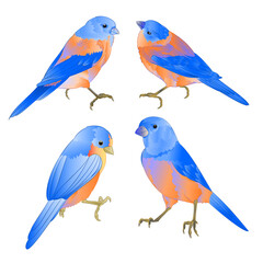 Fototapeta premium Bluebirds small birds thrush on a white background watercolor vintage set three vector illustration editable hand draw