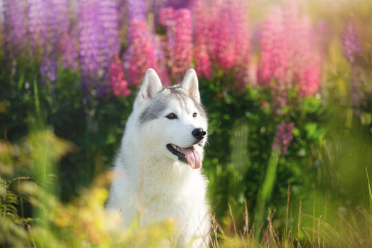 happy grey and white dog breed siberian husky with tonque hanging out sitting in lupin flowers