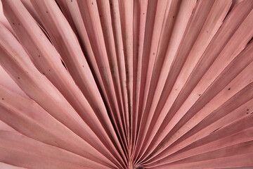 Dried pink tropical palm tree leaf boho style fashionable decoration close up