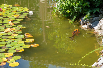 Lotus Blossom Lily Pads Koi Fish