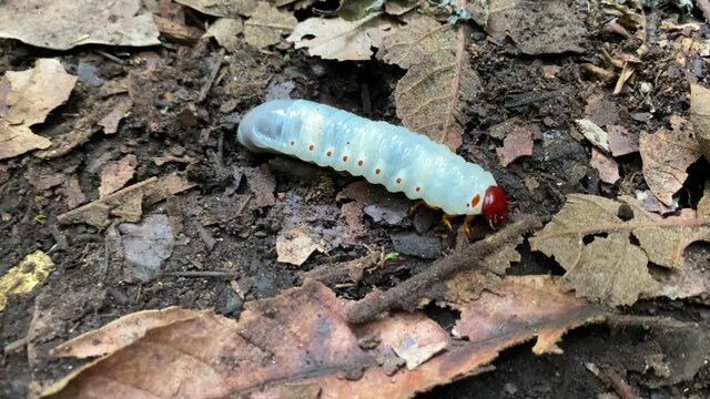White worm in wet forest soil. White worm with red head