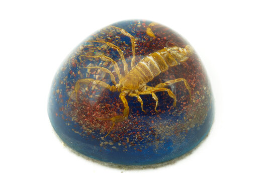 Scorpion in acrylic dome paperweight on white