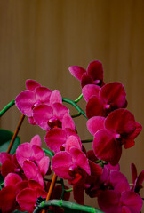 Fototapeta premium Red orchid close-up on a brown background.