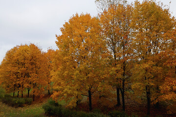 Obraz premium Yellowed leaves covered the trees in the park