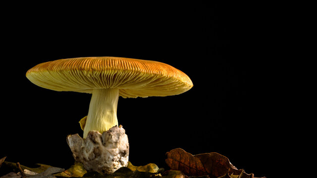 mushroom Amanita caesarea, Caesar's mushroom with black background