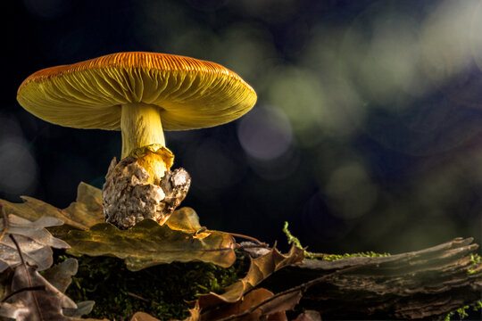 mushroom Amanita caesarea, Caesar's mushroom al bosc