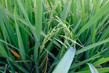 grass