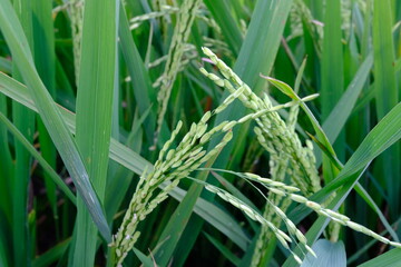 grass with dew