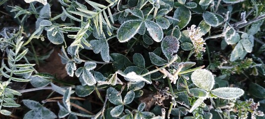 The green leaves of the plants are covered with morning frost. Early autumn, the first frosts.