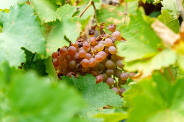 Grapes on the vineyard. Red grapes hanging on the branches. Grapes hanging on the branch.
