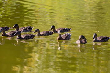 Group of ducks swimming in a lake