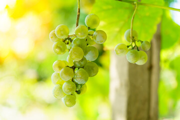 Man harvesting white grapes, organic food and fine wine handmade. Selective focus