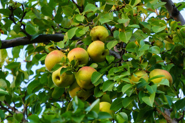 Pears on a tree. Fruit harvest. The concept of healthy eating, a vegetarian diet of raw food. Autumn evening.