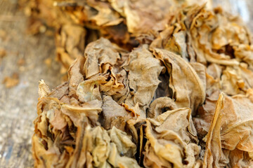 Agriculture Farmers use tobacco leaves to make cigarettes and cigars. Selective focus.