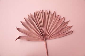 Dried pink tropical palm tree leaf boho style fashionable decoration on a pastel pink background