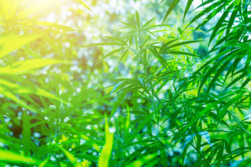 marijuana leaf background wallpaper, cannabis hemp leaf outdoors