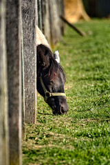 A horse feeding through a pasture fence for greener grass.