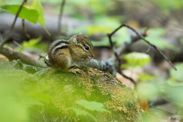 Baby eastern chipmunk (Tamias striatus) in early fall