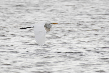  great egret (Ardea alba) in flight